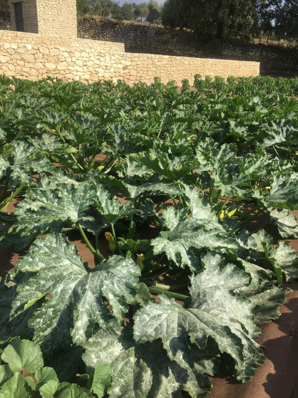 فندق Cortijo La Organic روندا المظهر الخارجي الصورة